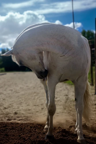 albino horse,haflinger,a white horse,palomino,appaloosa,dream horse,australian pony,quarterhorse,arabian horse,andalusians,gelding,equitation,belgian horse,kutsch horse,equine,pony mare galloping,przewalski's horse,weehl horse,white horse,a horse