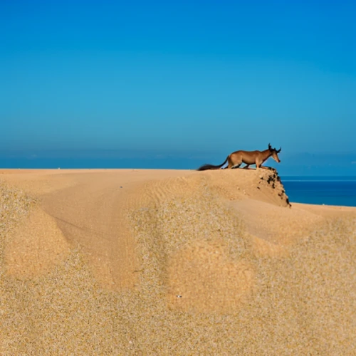 sand fox,namib,dune landscape,sand dune,dune sea,admer dune,libyan desert,high-dune,girl on the dune,desert fox,namib desert,doñana national park,cape verde island,dunes national park,stray dog on beach,algarve,sand dunes,duiker island,maspalomas,namibia