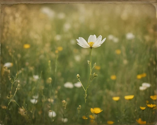 oxeye daisy,chamomile in wheat field,camomile flower,meadow daisy,mayweed,meadow flowers,marguerite daisy,flowering meadow,cosmos flowers,common daisy,wood daisy background,flower meadow,daisy flower,small meadow,camomile,ox-eye daisy,summer meadow,spring meadow,wildflower meadow,leucanthemum,Photography,Documentary Photography,Documentary Photography 01