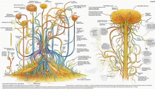 plant veins,nerve cell,neural pathways,the roots of trees,fungal science,circulatory system,plant and roots,neurons,plant pathology,stamens,the roots of the mangrove trees,axons,human body anatomy,rhizome,human digestive system,plant community,digestive system,arteries,tree of life,trollius of the community,Conceptual Art,Fantasy,Fantasy 13