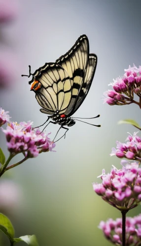 swallowtail butterfly,swallowtail,eastern black swallowtail,eastern tiger swallowtail,palamedes swallowtail,zebra swallowtail,giant swallowtail,papilio machaon,western tiger swallowtail,butterfly isolated,scarce swallowtail,hybrid black swallowtail butterfly,isolated butterfly,hybrid swallowtail on zinnia,butterfly on a flower,black swallowtail,butterfly background,french butterfly,ribbon winged lacewing,viceroy (butterfly),Photography,Black and white photography,Black and White Photography 01