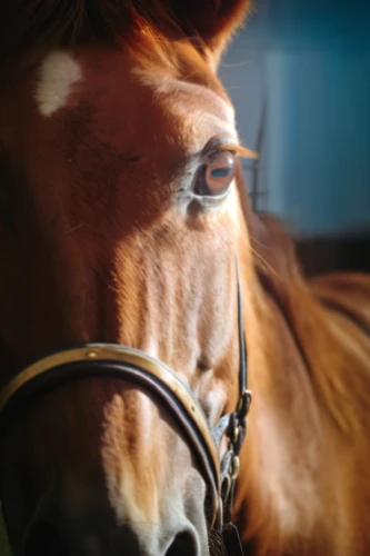 portrait animal horse,quarterhorse,belgian horse,equine,bridle,warm-blooded mare,horse grooming,horse breeding,horse eye,gelding,equestrian helmet,horse tack,haflinger,horse snout,draft horse,icelandic horse,equestrian sport,standardbred,mustang horse,horsemanship