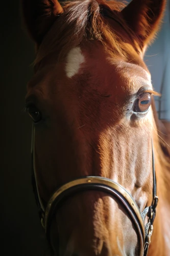 portrait animal horse,quarterhorse,warm-blooded mare,standardbred,bridle,horse eye,equine,racehorse,thoroughbred arabian,brown horse,horse snout,equestrian sport,mustang horse,thoroughbred,gelding,arabian horse,belgian horse,blinkers,dressage,young horse