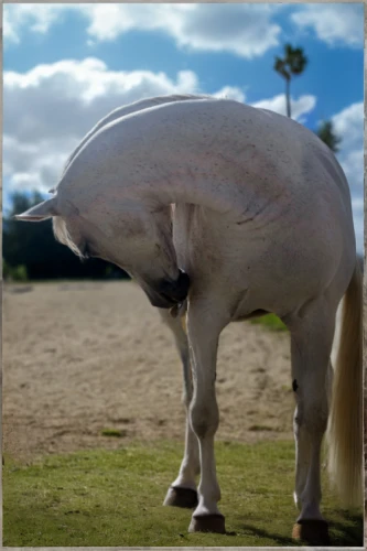 albino horse,arabian horse,haflinger,arabian horses,a white horse,dream horse,przewalski's horse,andalusians,equine,palomino,belgian horse,a horse,australian pony,appaloosa,thoroughbred arabian,quarterhorse,arabian camel,horse,dressage,beautiful horses