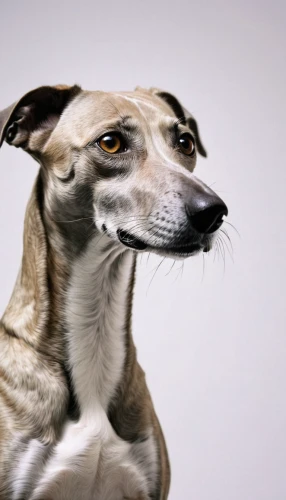 galgo español,saluki,sighthound,whippet,polish greyhound,borzoi,greyhound,longhaired whippet,italian greyhound,lurcher,silken windhound,estonian hound,rampur greyhound,ac greyhound,greyhound racing,transylvanian hound,mudhol hound,piebald,hanover hound,cretan hound,Conceptual Art,Fantasy,Fantasy 10