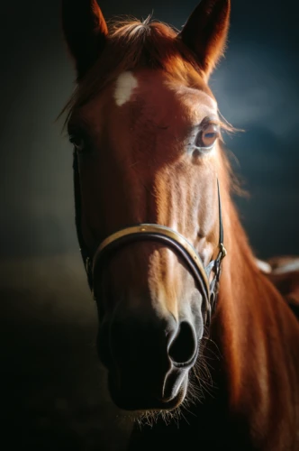 portrait animal horse,equine,quarterhorse,warm-blooded mare,horse eye,standardbred,belgian horse,bridle,arabian horse,horse snout,mustang horse,dream horse,gelding,brown horse,horse grooming,foal,horse breeding,equestrian,haflinger,equestrian helmet