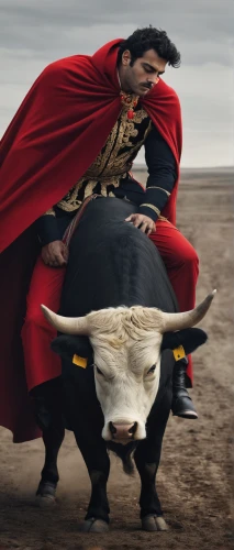 matador,bullfighting,bullfight,buffalo herder,oxcart,gaucho,chilean rodeo,oxen,bull riding,rodeo,toro,beagador,bull,mongolia,conquistador,marvel of peru,bulls,tribal bull,digital compositing,castile-la mancha,Photography,Documentary Photography,Documentary Photography 04