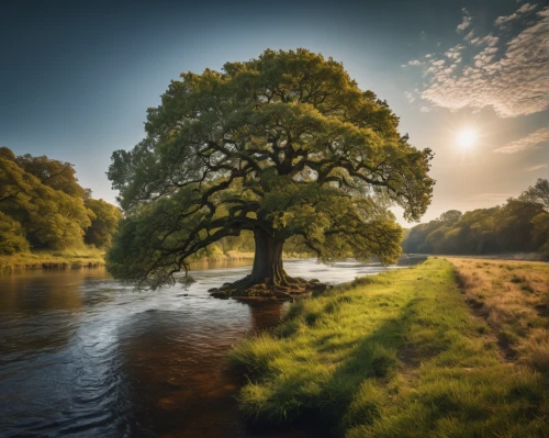 oak tree,river wharfe,lone tree,brown tree,landscape photography,isolated tree,celtic tree,flourishing tree,elm tree,linden tree,river landscape,river of life project,green trees with water,magic tree,weser,plane-tree family,trees with stitching,ash tree,green tree,deciduous tree,Photography,General,Fantasy