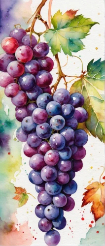 watercolor wine,purple grapes,grapes,blue grapes,watercolor fruit,grapes icon,wine grape,wine grapes,grapevines,red grapes,fresh grapes,grape vine,grape harvest,bunch of grapes,wood and grapes,vineyard grapes,table grapes,grape hyancinths,grape-hyacinth,grape vines,Illustration,Paper based,Paper Based 04