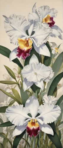 madonna lily,flowers png,illustration of the flowers,iris versicolor,easter lilies,hymenocallis,iris japonica,avalanche lily,lisianthus,algerian iris,dianthus,laelia albida,flower painting,hymenocallis speciosa,lilium candidum,peruvian lily,irises,flower illustration,guernsey lily,dianthus barbatus,Art,Classical Oil Painting,Classical Oil Painting 02