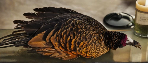 calyptorhynchus banksii,finch in liquid amber,bath duck,bird in bath,common pheasant,pheasant,haliaeetus leucocephalus,haliaeetus pelagicus,ring-necked pheasant,garrulus glandarius,ornamental duck,ring necked pheasant,meleagris gallopavo,american black duck,haliaeetus vocifer,prince of wales feathers,platycercus elegans,gallinacé,bath oil,domestic bird,Illustration,Retro,Retro 22