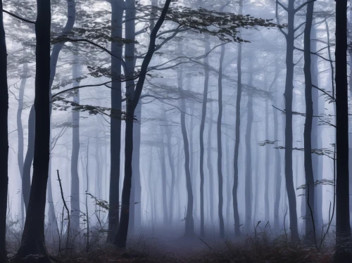 foggy forest,haunted forest,foggy landscape,ghost forest,dense fog,beech forest,autumn fog,winter forest,fog banks,forest dark,germany forest,ground fog,forest landscape,halloween bare trees,forest of dreams,beech trees,pine forest,black forest,forest of dean,fir forest,Photography,Fashion Photography,Fashion Photography 10