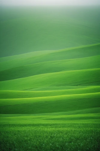 green wallpaper,green landscape,green fields,green,aaa,green background,patrol,green grass,green grain,green meadow,green wheat,windows 7,green forest,grass,cropland,greens,frog background,grassland,cleanup,landscape background,Photography,Documentary Photography,Documentary Photography 04