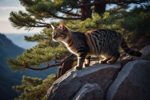 mountain lion,mountain climber,cat greece,toyger,wild cat,majestic nature,tiger cat,chausie,mountain climbing,european shorthair,tigers nest,chinese pastoral cat,cat european,tabby cat,mountaineering,aegean cat,american shorthair,mountain goat,mountain spirit,spruce needle,Photography,General,Fantasy