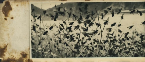 leaves frame,bats,mumuration,mayflies,bird frame,passenger pigeon,giant screen fungus,locusts,vintage background,ambrotype,swarms,swarm,bird migration,brown mold,flying seeds,film frames,insects,flies,net-winged insects,rh factor negative,Photography,Documentary Photography,Documentary Photography 03