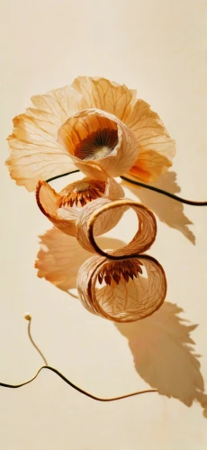 dried petals,decorative fan,thunberg's fan maple,lotus leaves,lotus leaf,water lily plate,watercolor leaves,watercolour leaf,flower painting,watercolor seashells,dried flowers,dried flower,petals of perfection,gold paint strokes,cherokee rose,water flower,feather on water,junshan yinzhen,dried leaves,herbarium