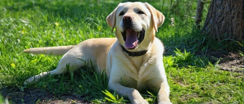 weimaraner,labrador,saluki,bracco italiano,labrador retriever,fila brasileiro,vizla,bosnian coarse-haired hound,piasecki hup retriever,estonian hound,retriever,afghan hound,schweizer laufhund,mudhol hound,bloodhound,finnish hound,golden retriver,dog-photography,blonde dog,cheerful dog,Illustration,Japanese style,Japanese Style 13