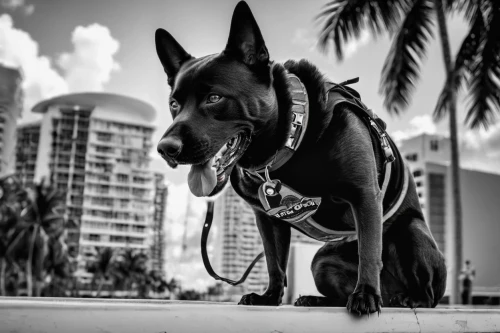 a police dog,police dog,manchester terrier,toy manchester terrier,bull terrier (miniature),doberman,english toy terrier,bull terrier,pinscher,german pinscher,pharaoh hound,dobermann,miniature pinscher,thai ridgeback,belgian shepherd malinois,black german shepherd,malinois,austrian pinscher,mexican hairless dog,blackandwhitephotography,Conceptual Art,Daily,Daily 07