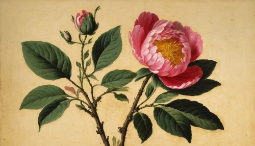 magnolia,rosa zephirine drouhin,magnolia x soulangiana,tulip magnolia,magnolia × soulangeana,common peony,magnoliaceae,magnolia blossom,rosa palustris,magnoliengewaechs,illustration of the flowers,flower illustration,rosa spinosissima,chinese magnolia,still life of spring,magnolia liliiflora,peony,rosa omeiensis,rosa gallica,rosa sinensis,Art,Classical Oil Painting,Classical Oil Painting 26