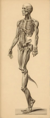 anatomical,muscular system,human body anatomy,human anatomy,skeletal structure,skeletal,anatomy,the human body,human body,skeleton,vintage skeleton,prosthetic,biomechanical,human skeleton,rmuscles,exoskeleton,discobolus,x-ray,artificial joint,biomechanically,Art,Classical Oil Painting,Classical Oil Painting 31