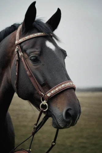 bridle,standardbred,horse tack,quarterhorse,horse harness,equestrian helmet,vintage horse,equine,horse snout,warm-blooded mare,konik,equestrian,black horse,belgian horse,gelding,portrait animal horse,endurance riding,horse,equestrian sport,a horse