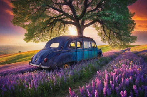 vwbus,vw bus,volkswagenbus,vw camper,camper van isolated,volkswagen vw,vw van,campervan,vw,lavender field,volkswagen,flower car,purple landscape,lavender fields,citroen 2cv,the lavender flower,volkswagen beetle,volkswagen 181,provence,renault 4cv,Photography,Documentary Photography,Documentary Photography 25