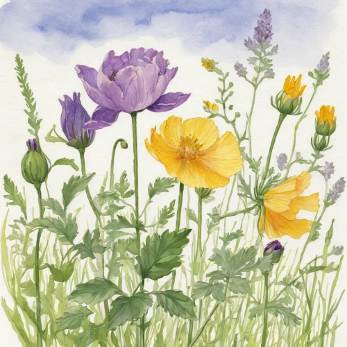 watercolour flowers,watercolor flowers,corn poppies,meadow in pastel,pasqueflower,watercolour flower,crocuses,poppies,watercolor flower,trollius of the community,pansies,wild tulips,freesias,cosmos flowers,crocuss,prairie pasqueflower,irises,crocus flowers,wildflowers,meadow flowers,Illustration,Paper based,Paper Based 22