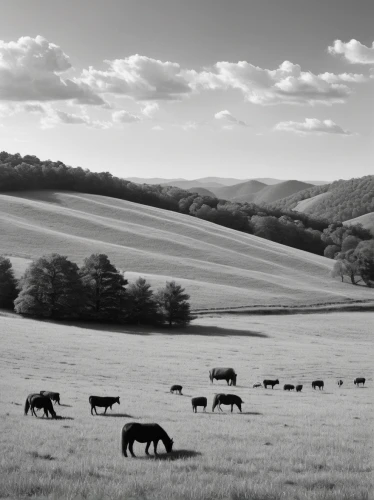 pasture,cows on pasture,pastures,grasslands,grassland,mountain pasture,shenandoah valley,galloway cattle,tyrolean gray cattle,rural landscape,farm landscape,cow meadow,meadow landscape,farmland,buffalo herd,cow herd,pasture fence,livestock farming,mountain cows,rolling hills,Photography,Black and white photography,Black and White Photography 05