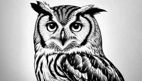 owl drawing,owl art,owl background,owl,boobook owl,eared owl,owl pattern,long-eared owl,saw-whet owl,hedwig,owl-real,bart owl,grey owl,barred owl,rabbit owl,line art animal,large owl,bubo bubo,line art animals,reading owl,Art,Artistic Painting,Artistic Painting 21