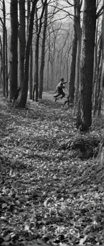 the woods,coppice,ballerina in the woods,copse,coppiced,woodland,beech trees,dark park,forest path,kleinbild film,forest walk,halloween bare trees,the forest,hare trail,woods,hound trailing,haunted forest,wooden path,beech forest,forest dark,Photography,Black and white photography,Black and White Photography 10
