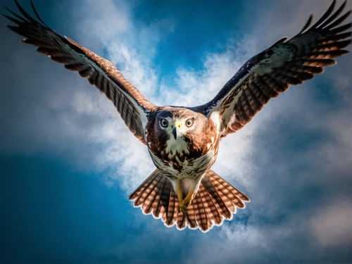 red tailed kite,red kite,blue buzzard,lanner falcon,flying hawk,red tailed hawk,harris hawk,portrait of a rock kestrel,harris hawk in flight,red tail hawk,saker falcon,harris's hawk,red-tailed hawk,fishing hawk,hawk animal,bird of prey,ferruginous hawk,falconry,bearded vulture,falconiformes