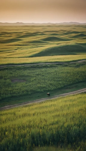 prairie,grasslands,alcan highway,inner mongolia,steppe,rolling hills,south dakota,the mongolian-russian border mountains,alberta,nature of mongolia,kurai steppe,grassland,the gobi desert,polder,inner mongolian beauty,golf landscape,the mongolian and russian border mountains,nebraska,hulunbuir,dune landscape,Photography,Documentary Photography,Documentary Photography 01