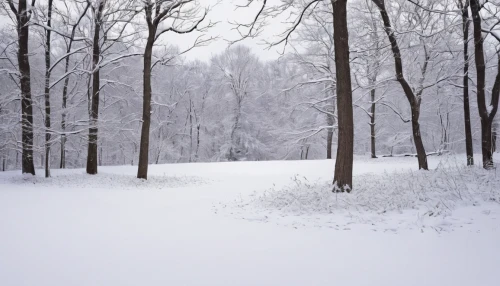 winter forest,snow trees,snow landscape,snowy landscape,winter landscape,snow scene,winter background,winter wonderland,white turf,the snow falls,christmas snowy background,snowflake background,northern hardwood forest,snowstorm,snowfall,winter storm,winter dream,beech forest,snowdrift,treemsnow,Photography,Documentary Photography,Documentary Photography 07