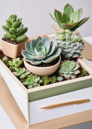 desk organizer,place card holder,succulent plant,wooden mockup,beautiful succulents,succulents,flowering succulents,index card box,botanical square frame,clay packaging,desk accessories,product display,echeveria,cacti,light box,wooden flower pot,wooden shelf,gift box,paper stand,product photos,Photography,Fashion Photography,Fashion Photography 02
