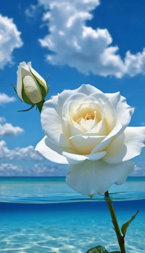 yellow rose background,white rose,water rose,blue rose,flower background,flower of water-lily,white water lily,blue moon rose,landscape rose,water flower,romantic rose,white mexican rose,flower water,beautiful flower,flower rose,rose flower illustration,white roses,full hd wallpaper,rose png,rose flower,Photography,General,Realistic