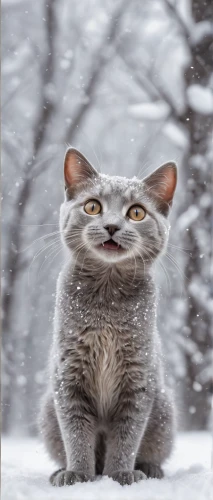 snowshoe,winter animals,funny cat,british shorthair,gray cat,feral cat,snowfall,russian blue cat,white cat,snow blower,the snow falls,snowy,winter background,russian blue,snow scene,snow rain,snow monkey,in the snow,gray kitty,siberian,Conceptual Art,Daily,Daily 13