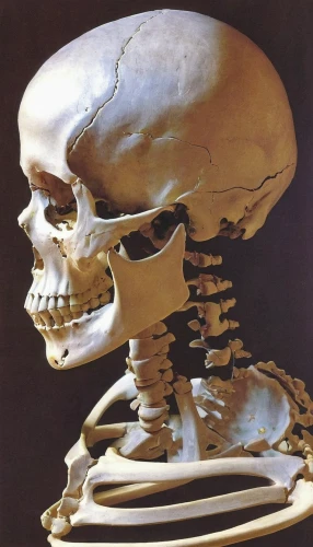 human skeleton,skeletal structure,skeletal,vintage skeleton,skeleton,fetus skull,human skull,skull sculpture,skull statue,wood skeleton,skull bones,scull,medical radiography,anatomical,bone,bowl bones,x-ray of the jaw,artificial joint,skeleltt,human body anatomy,Art,Classical Oil Painting,Classical Oil Painting 20