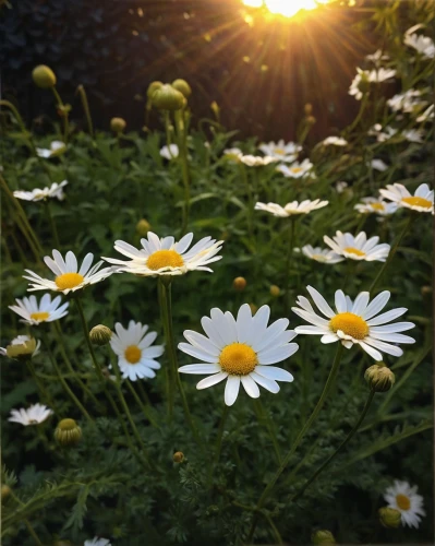 oxeye daisy,sun daisies,marguerite daisy,leucanthemum,shasta daisy,leucanthemum maximum,daisy flowers,barberton daisies,white daisies,australian daisies,ox-eye daisy,daisies,daisy family,daisy flower,perennial daisy,meadow daisy,camomile flower,wood daisy background,mayweed,white cosmos,Photography,Black and white photography,Black and White Photography 15