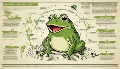 litoria fallax,chorus frog,wallace's flying frog,jazz frog garden ornament,barking tree frog,green frog,amphibian,amphibians,pacific treefrog,bullfrog,frog background,tree frog,true frog,squirrel tree frog,frog through,common frog,vector infographic,froghopper,frog,litoria caerulea,Unique,Design,Infographics