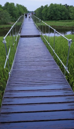 wooden bridge,teak bridge,footbridge,jeju island,hanging bridge,the chubu sangaku national park,moveable bridge,viola bridge,tidal marsh,lalu wetland,rope bridge,scenic bridge,boardwalk,segmental bridge,passerelle,flooded pathway,salt marsh,walkway,daecheong lake,swing bridge,Illustration,Japanese style,Japanese Style 17