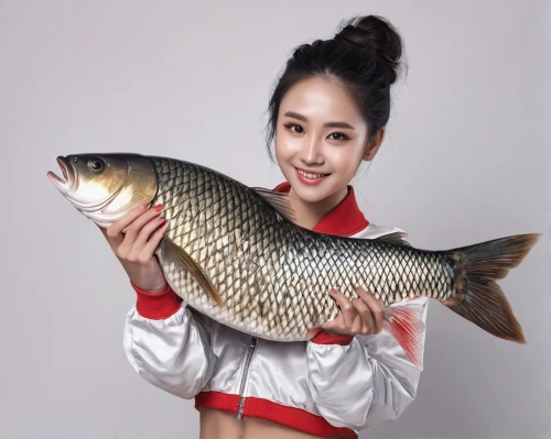 brocade carp,giant carp,common carp,tilapia,beautiful fish,carp tail,fish products,fish oil,carp,tobaccofish,fish pictures,freshwater fish,phuquy,red seabream,casting (fishing),fish gold,fried fish with chilli,青龙菜,fish,barramundi,Photography,General,Natural