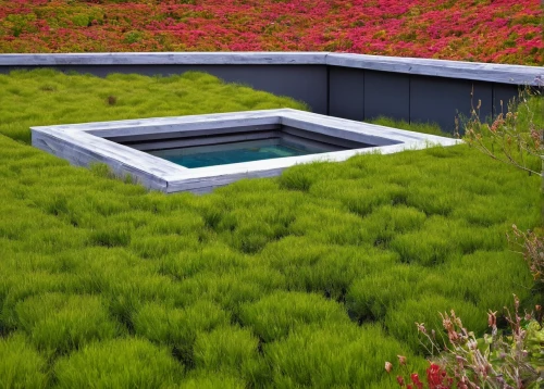 grass roof,turf roof,landscape design sydney,roof landscape,landscape designers sydney,roof garden,infinity swimming pool,roof top pool,purple fountain grass,flat roof,water feature,corten steel,garden design sydney,japanese architecture,garden pond,plant bed,flower boxes,reflecting pool,water plants,flower bed,Illustration,Paper based,Paper Based 15