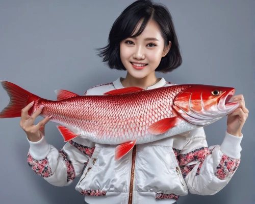 red fish,red seabream,salmon red,fish products,fresh fish,beautiful fish,fish oil,tobaccofish,tilapia,brocade carp,raw fish,fish,salmon color,fish pictures,fish caught,fried fish with chilli,salmon-like fish,giant carp,two fish,fish in water,Photography,General,Natural