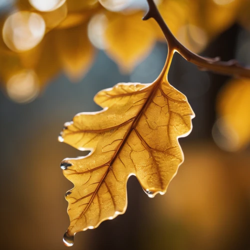 yellow leaf,autumn gold,golden leaf,gold leaves,yellow leaves,yellow maple leaf,golden autumn,beech leaf,autumn leaf,fall leaf,beech leaves,leaf maple,maple foliage,autumn icon,autumnal leaves,maple leave,light of autumn,gingko,leaf background,leaves in the autumn,Photography,General,Cinematic