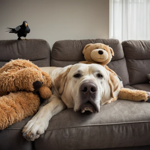 cuddly toys,dog photography,pet vitamins & supplements,dog-photography,stuffed animals,sofa bed,companion dog,cuddling bear,loveseat,teddy bear waiting,on the couch,dog bed,couch,flat-coated retriever,giant dog breed,stuffed toys,labrador retriever,cuddly toy,stuffed animal,plush toys