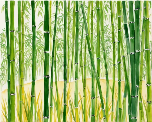 bamboo plants,bamboo forest,bamboo,bamboo curtain,reeds,lemongrass,reed grass,long grass,sea arrowgrass,sweet grass,grass fronds,ricefield,cattails,arrowgrass,bulrush,hawaii bamboo,sweet grass plant,rice field,grass grasses,aquatic plant,Illustration,Paper based,Paper Based 22