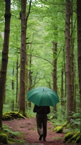 man with umbrella,forest man,walking in the rain,beech forest,germany forest,aaa,green forest,japanese umbrella,forest of dean,aa,greenforest,forest walk,people in nature,farmer in the woods,the woods,nature and man,temperate coniferous forest,the forest,japanese umbrellas,the chubu sangaku national park,Photography,General,Cinematic