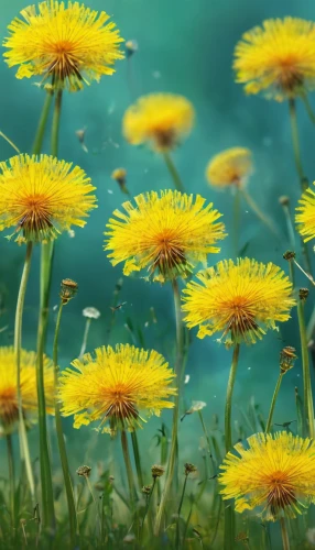 dandelion background,dandelion meadow,yellow daisies,dandelions,sunflower lace background,chrysanthemum background,flying dandelions,sun daisies,dandelion field,flower background,yellow chrysanthemums,yellow flowers,meadow flowers,taraxacum officinale,dandelion flying,dandelion flower,blue daisies,common dandelion,taraxacum,wood daisy background,Conceptual Art,Fantasy,Fantasy 02