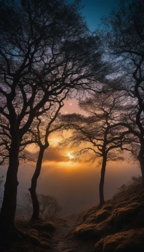 landscape photography,peak district,beech trees,foggy landscape,valley of desolation,argan trees,moorland,isolated tree,lake district,bare trees,north yorkshire moors,bare tree,mountain sunrise,fog banks,landscapes,landscapes beautiful,forest landscape,lone tree,nature landscape,morning mist,Photography,General,Cinematic