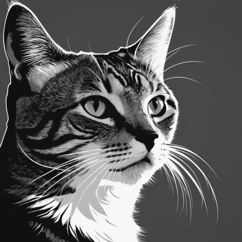 drawing cat,cat portrait,pet portrait,cat vector,cat line art,animal portrait,american shorthair,cat drawings,tabby cat,vector illustration,digital painting,digital drawing,line art animal,vector art,cartoon cat,silver tabby,toyger,breed cat,american wirehair,american bobtail,Illustration,Black and White,Black and White 33